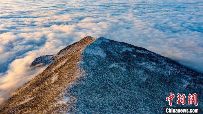 圖為朱雀國家森林公園內初冬雪景。　朱雀國家森林公園供圖