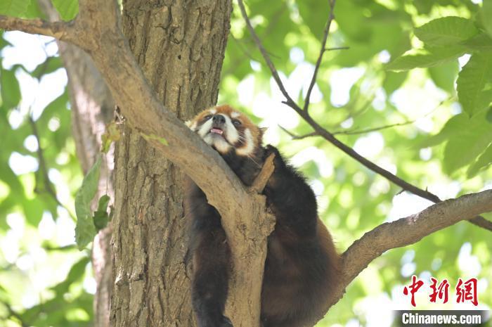 西安秦嶺野生動(dòng)物園里的小熊貓。　西安秦嶺野生動(dòng)物園供圖