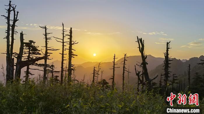 圖為綠意盎然的秦嶺。　朱雀國(guó)家森林公園供圖