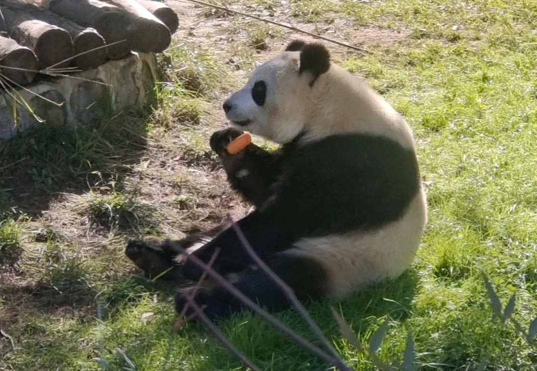 “秦嶺生態(tài)旅游季·美好西旅 詩畫秦嶺” 暨秦嶺野生動(dòng)物園媒體行活動(dòng)成功舉辦